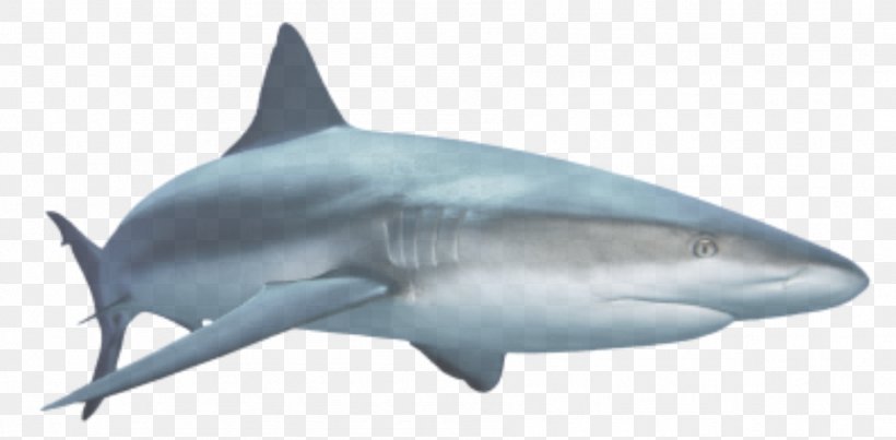 Great White Shark Royalty-free Clip Art, PNG, 1799x886px, Shark, Bull Shark, Carcharhiniformes, Caribbean Reef Shark, Cartilaginous Fish Download Free