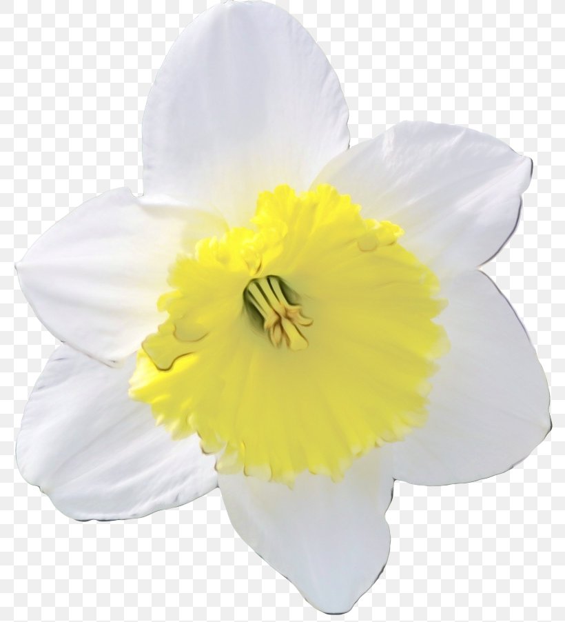 White Yellow Petal Flower Narcissus, PNG, 800x902px, Watercolor, Amaryllis Family, Flower, Flowering Plant, Narcissus Download Free