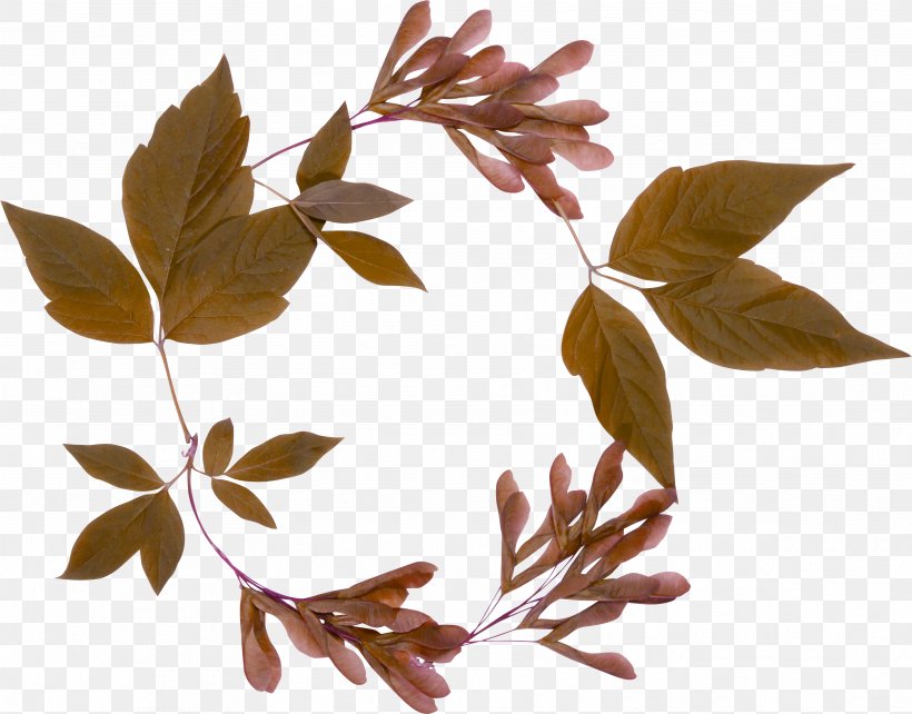 Maple Leaf Clip Art, PNG, 3544x2775px, Leaf, Branch, Flower, Information, Maple Download Free