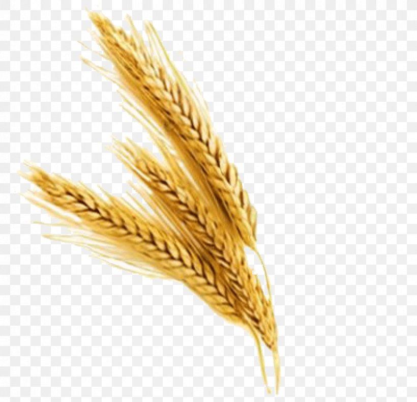 Wheat Clip Art Image, PNG, 850x819px, Wheat, Avena, Barley, Bread, Cereal Download Free