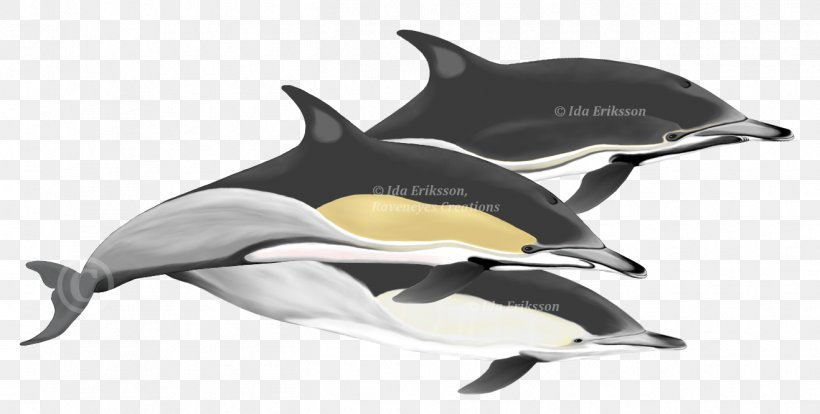 Short-beaked Common Dolphin Tucuxi Rough-toothed Dolphin Wholphin Spinner Dolphin, PNG, 1317x666px, Shortbeaked Common Dolphin, Animal Figure, Beak, Beaked Whale, Cetacea Download Free