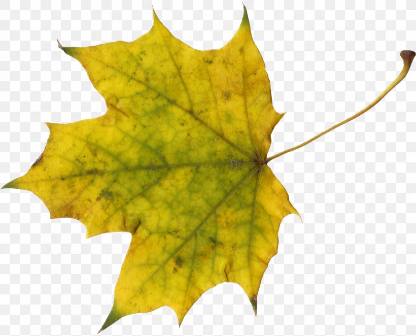 Sugar Maple Maple Leaf Autumn, PNG, 1238x1000px, Sugar Maple, Autumn, Autumn Leaf Color, Deciduous, Green Download Free