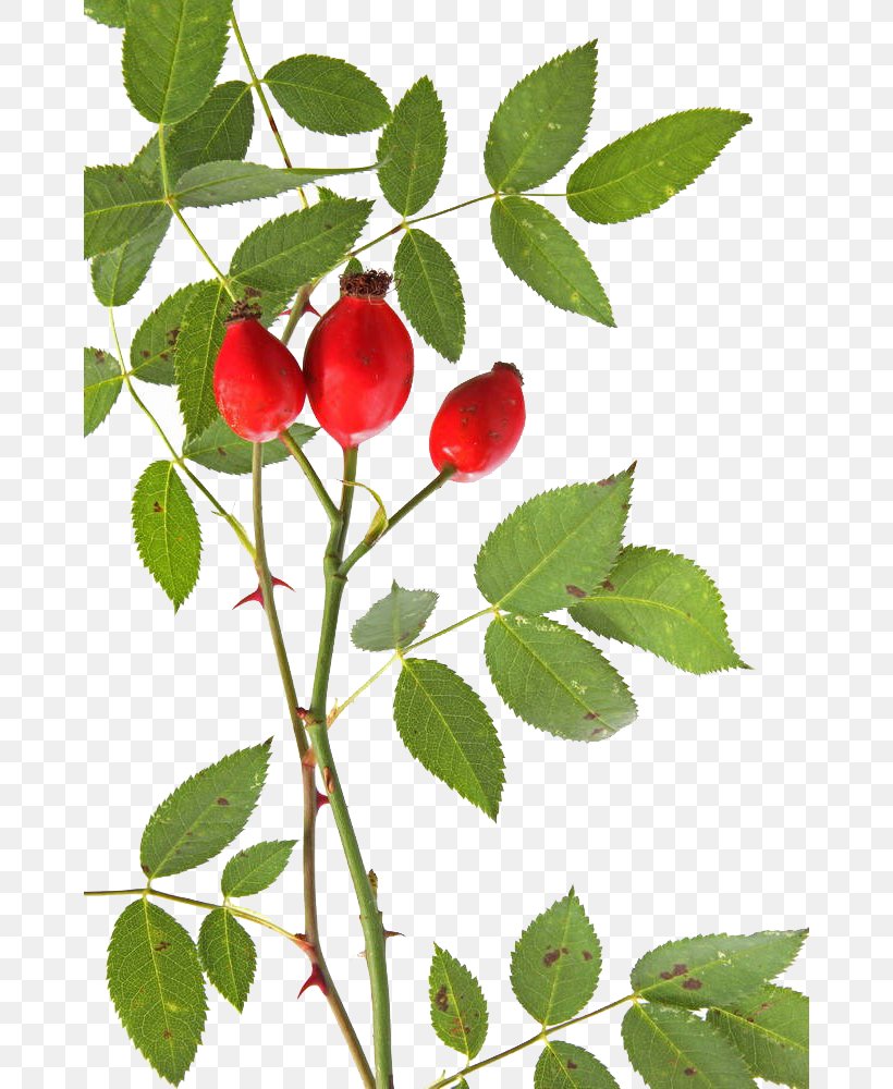 Rose Hip Dog-rose Alpine Rose Stock Photography Thorns, Spines, And Prickles, PNG, 666x1000px, Rose Hip, Auglis, Berry, Branch, Cherry Download Free