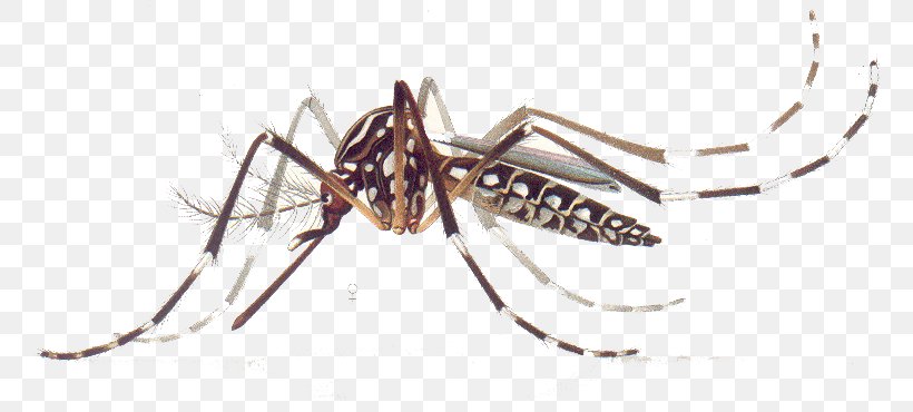Yellow Fever Mosquito Dengue Zika Virus Chikungunya Virus Infection, PNG, 776x370px, Yellow Fever Mosquito, Aedes, Arachnid, Arthropod, Body Jewelry Download Free