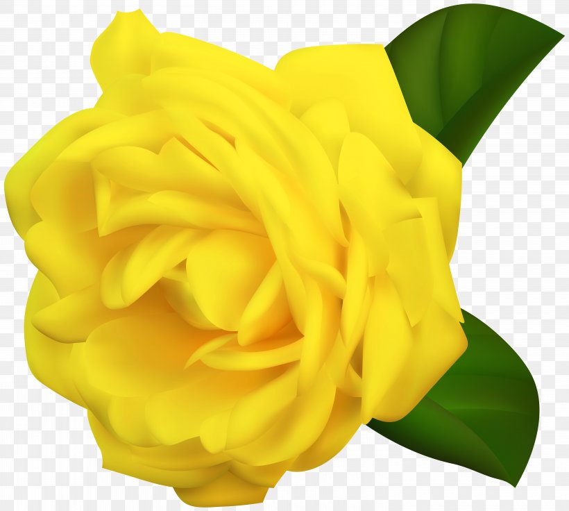 Yellow Garden Roses Clip Art, PNG, 6000x5388px, Rose, Cut Flowers, Flower, Flowering Plant, Garden Roses Download Free