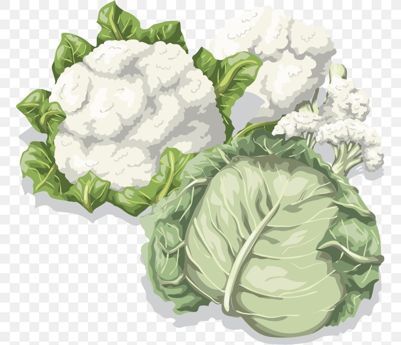 Cabbage Cauliflower Vegetable Food, PNG, 753x707px, Cabbage, Brassica Oleracea, Cauliflower, Chinese Cabbage, Cucumber Download Free