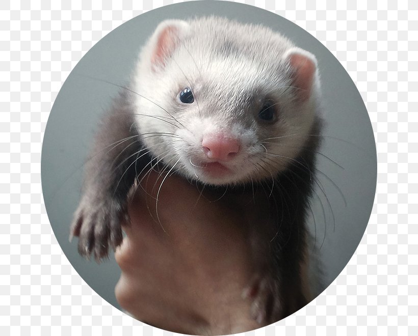 Ferret Weasels Mink Whiskers Fur, PNG, 660x660px, Ferret, Carnivoran, Fauna, Fur, Mink Download Free