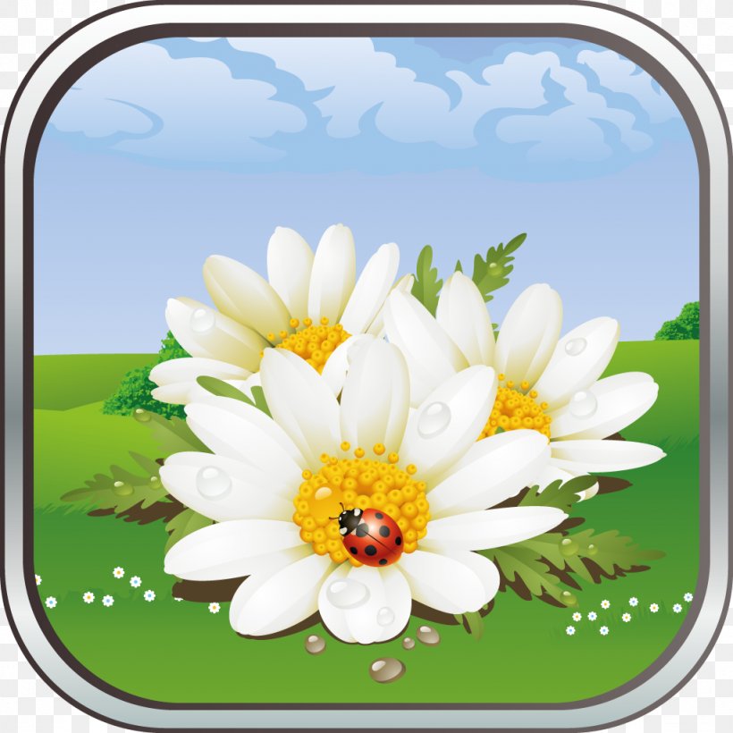 Flower Desktop Wallpaper Chamomile, PNG, 1024x1024px, Flower, Chamaemelum Nobile, Chamomile, Common Daisy, Daisy Download Free