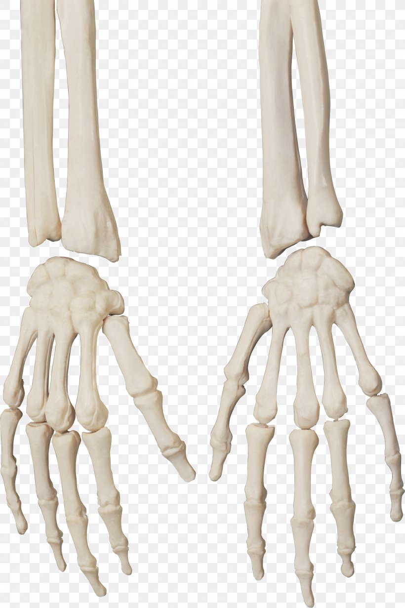 Human Skeleton Bone Skull, PNG, 1545x2320px, Skeleton, Anatomy, Arm, Bone, Carpal Bones Download Free