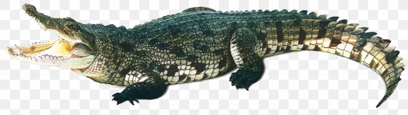 Picsart Background, PNG, 2470x698px, Crocodile, Alligators, American Crocodile, Chinese Alligator, Crocodiles Download Free