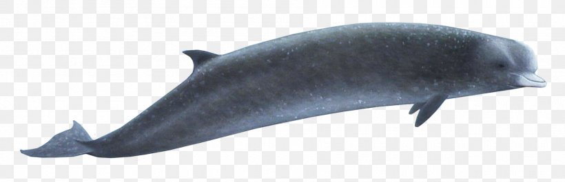 Porpoise Northern Bottlenose Whale Southern Bottlenose Whale Common Bottlenose Dolphin Cetacea, PNG, 1870x606px, Porpoise, Animal, Animal Figure, Beaked Whale, Bottlenose Whale Download Free