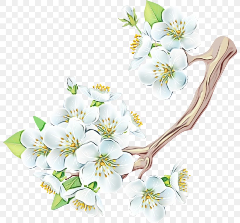White Flower Blossom Plant Branch, PNG, 800x761px, Watercolor, Blossom, Branch, Cut Flowers, Flower Download Free