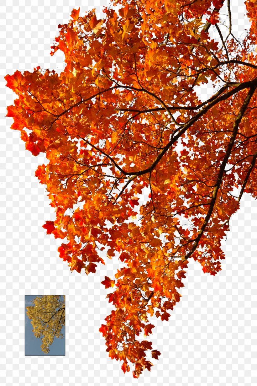 Autumn Leaf Color Tree, PNG, 1024x1536px, Autumn, Autumn Leaf Color, Branch, Deciduous, Flowering Plant Download Free