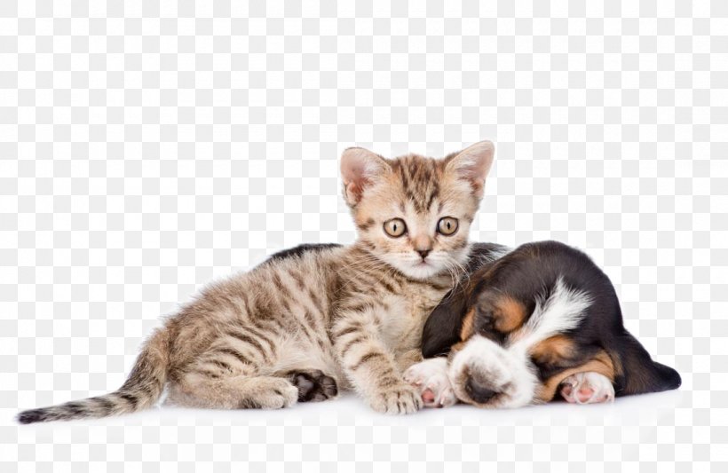 Basset Hound Cat Kitten Puppy Pet, PNG, 1100x716px, Basset Hound, Bengal, Bowl, Carnivoran, Cat Download Free