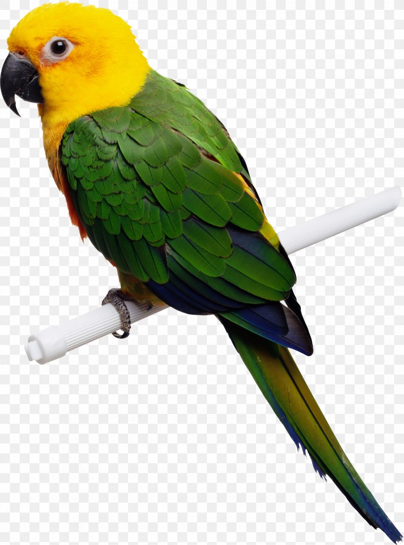 Parrot Bird Budgerigar Parakeet Macaw, PNG, 2259x3048px, Parrot, Beak, Bird, Blueandyellow Macaw, Budgerigar Download Free