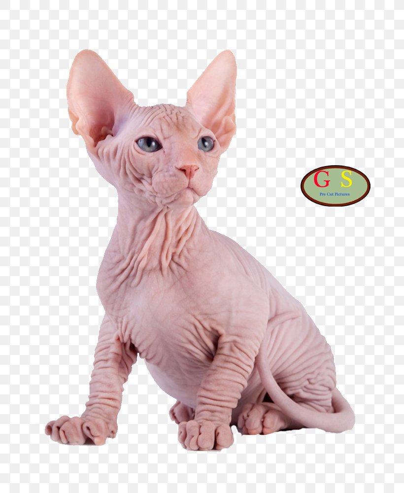 Sphynx Cat Kitten Maine Coon Photography Breed, PNG, 800x1000px, Sphynx Cat, Breed, Carnivoran, Cat, Cat Breed Download Free