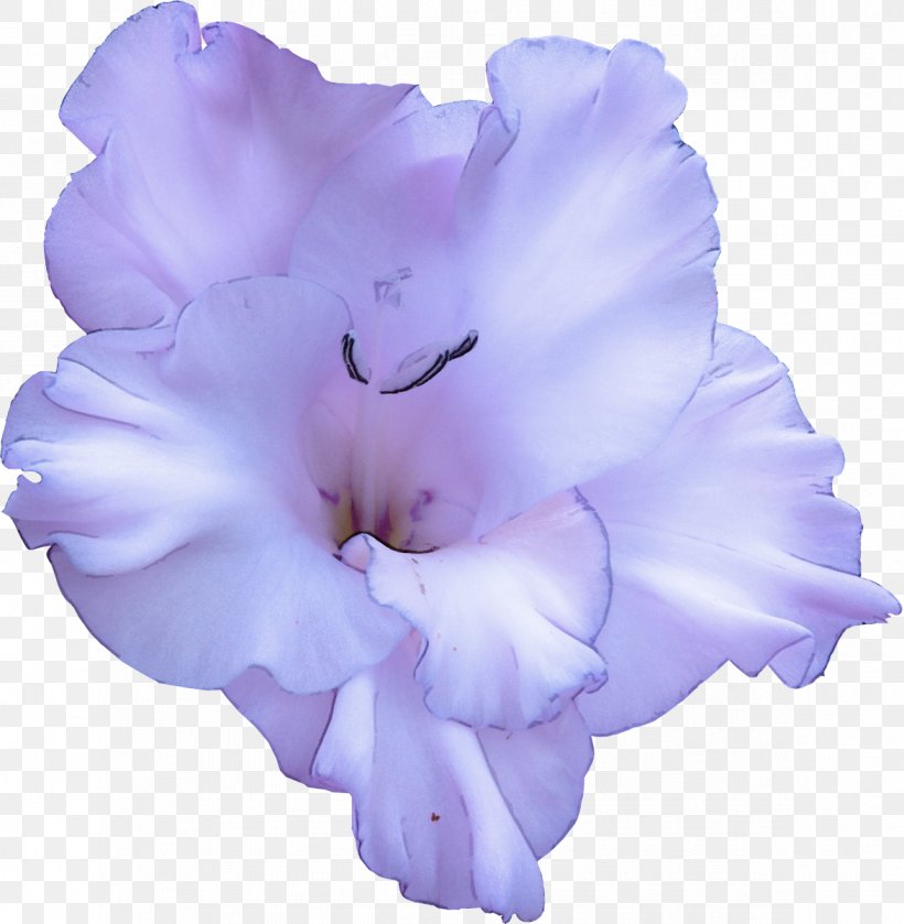 Lavender, PNG, 1172x1200px, Violet, Flower, Flowering Plant, Gladiolus, Lavender Download Free