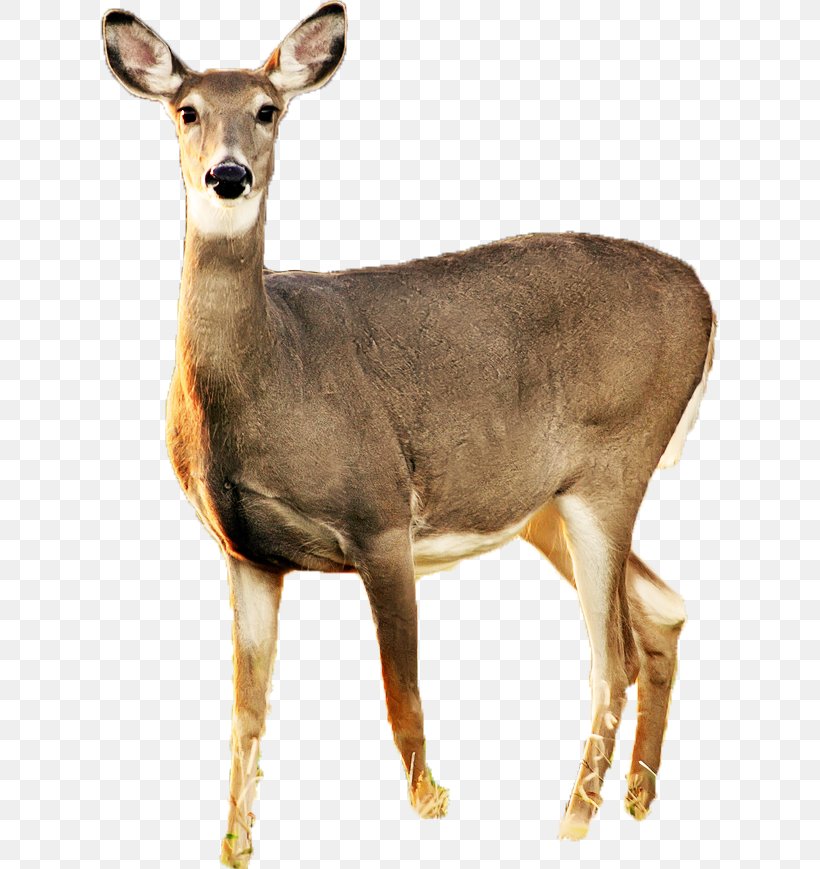 White-tailed Deer Roe Deer Musk Deer Hunting, PNG, 618x869px, Deer, Animal, Antelope, Antler, Fauna Download Free