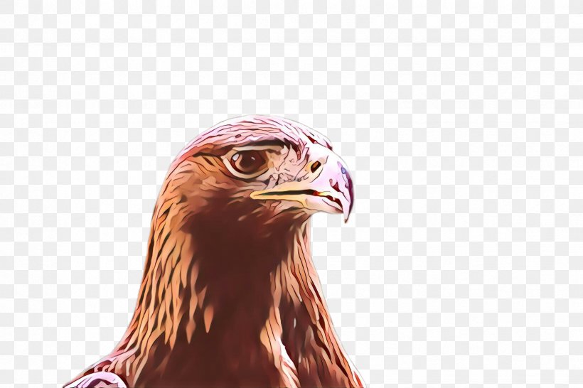 Bird Eagle Golden Eagle Bird Of Prey Beak, PNG, 2448x1632px, Cartoon, Accipitridae, Bald Eagle, Beak, Bird Download Free