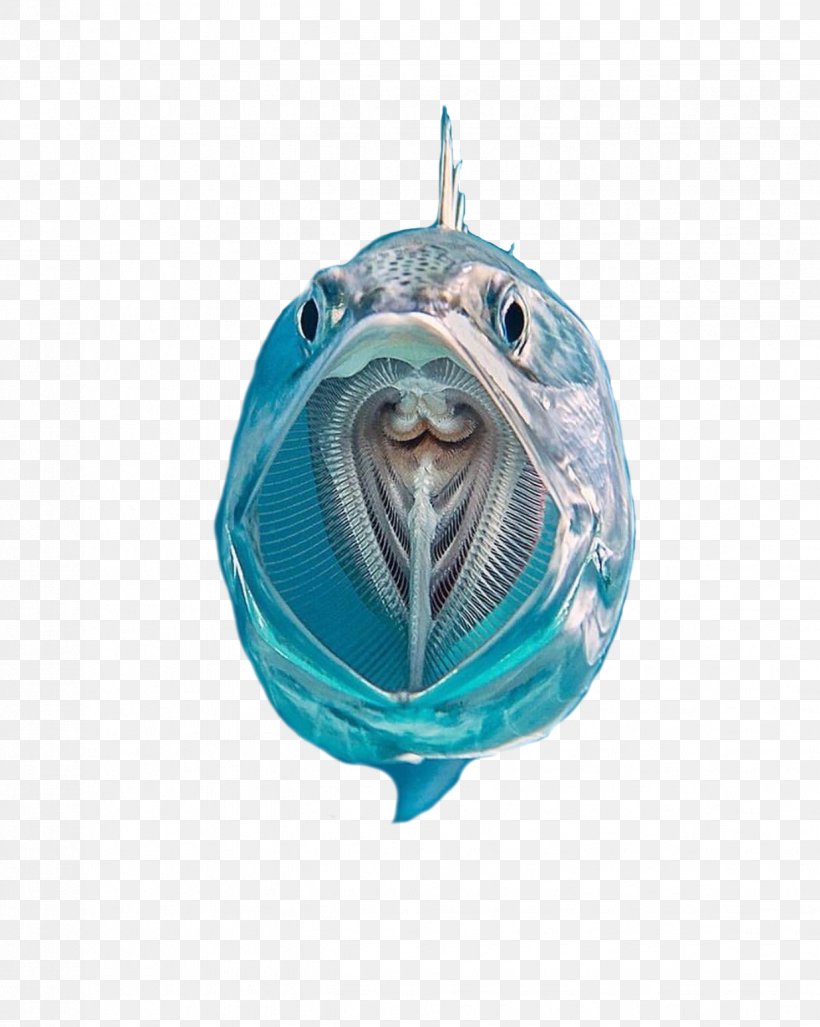Chub Mackerel Fish Zooplankton Filter Feeder, PNG, 1236x1549px, Mackerel, Atlantic Mackerel, Chub Mackerel, Electric Blue, Filter Feeder Download Free