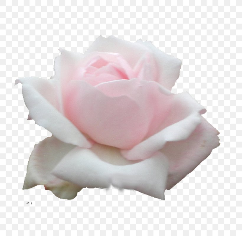 Garden Roses Cabbage Rose Floribunda Flower, PNG, 800x800px, Garden Roses, Artificial Flower, Cabbage Rose, Crop, Cut Flowers Download Free