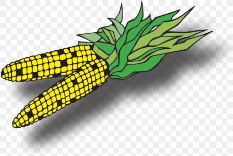 Pineapple Cartoon, PNG, 1568x1051px, Food Safety, Ananas, Bromeliaceae, Corn, Corn On The Cob Download Free