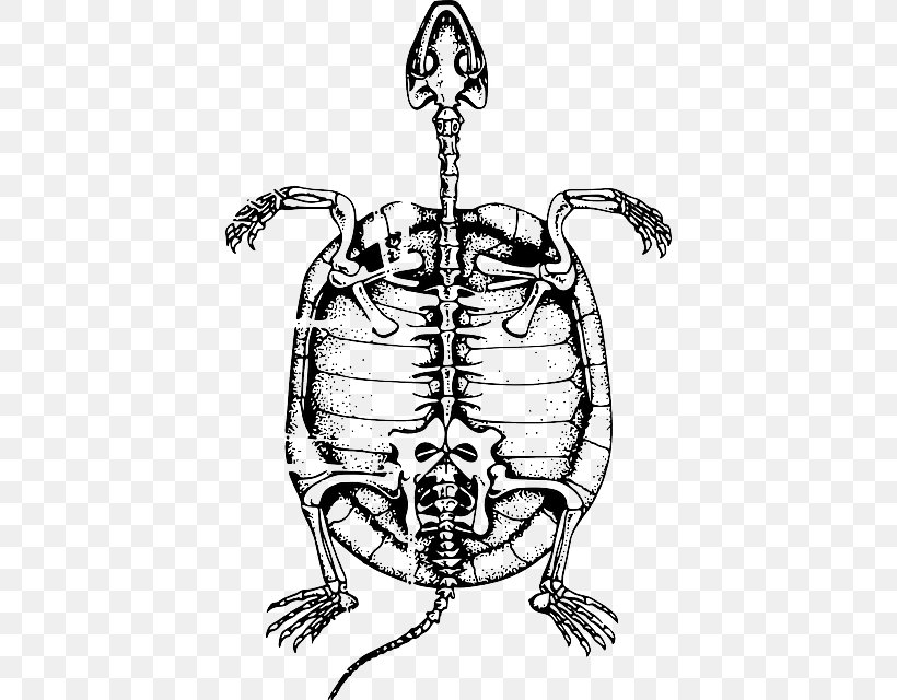 Turtle Reptile Clip Art Human Skeleton, PNG, 408x640px, Turtle, Art, Artwork, Black And White, Bone Download Free