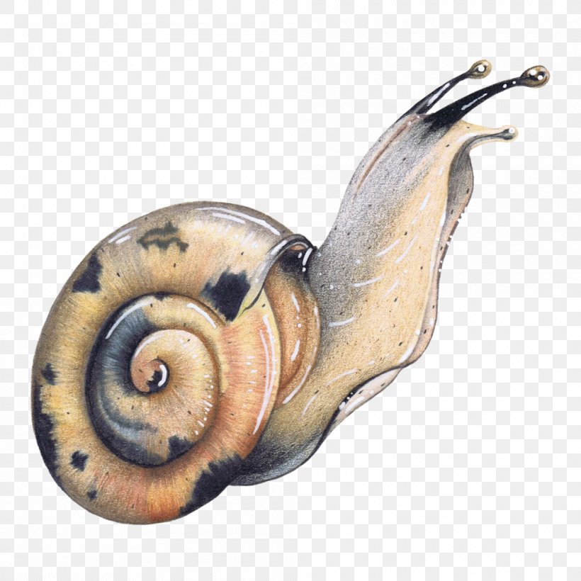 Watercolor Animal, PNG, 1000x1000px, Snail, Ammonoidea, Animal, Chambered Nautilus, Color Download Free