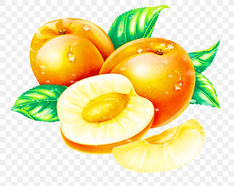 Apricot Peach Fruit, PNG, 1733x1381px, Apricot, Citrus, Diet Food, Drawing, Food Download Free