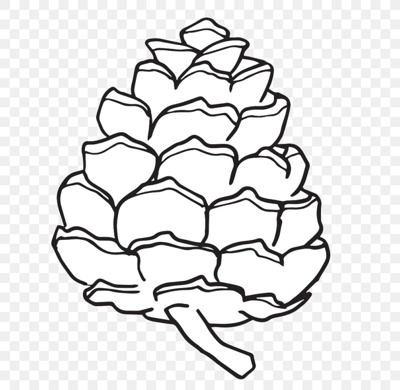 Conifer Cone Clip Art Eastern White Pine Ponderosa Pine, PNG, 800x800px, Watercolor, Cartoon, Flower, Frame, Heart Download Free