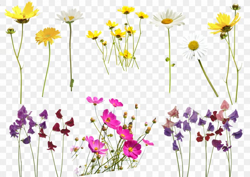 Flower Photography Tutorial, PNG, 3508x2480px, Flower, Adobe Photoshop Elements, Annual Plant, Chamaemelum Nobile, Chrysanths Download Free