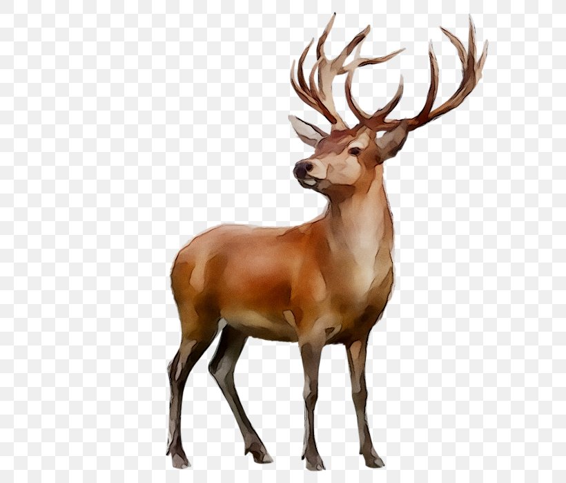 Red Deer Elk Reindeer White-tailed Deer Antler, PNG, 630x699px, Red Deer, Animal, Antler, Beslenme, Cervinae Download Free