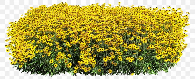 Watercolor Flower Background, PNG, 2097x851px, Watercolor, Annual Plant, Flower, Goldenrod, Groundcover Download Free