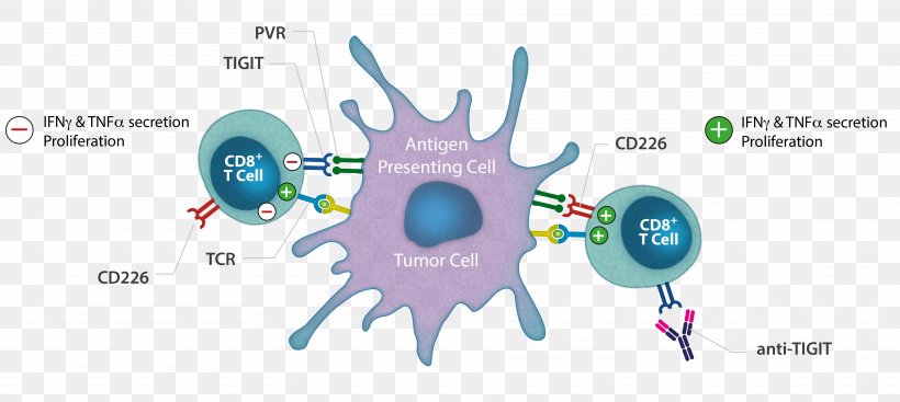 Cancer Immunotherapy T Cell Chimeric Antigen Receptor Graphic Design, PNG, 3743x1678px, Watercolor, Cartoon, Flower, Frame, Heart Download Free