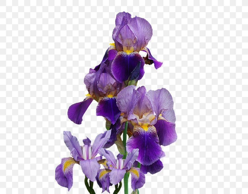 Northern Blue Flag Flowering Plant Iris Family, PNG, 512x640px, Northern Blue Flag, Blue, Cut Flowers, Floral Design, Flower Download Free