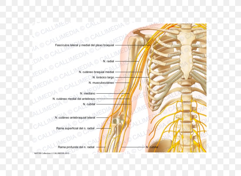 Arm Shoulder Anatomy Nerve Human Skeleton, PNG, 600x600px, Watercolor, Cartoon, Flower, Frame, Heart Download Free