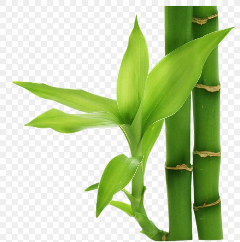 Bamboo Computer File, PNG, 828x836px, Bamboo, Designer, Grass, Grass Family, Leaf Download Free