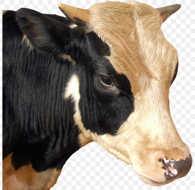 Calf Baka Taurine Cattle Dairy Cattle Ox, PNG, 800x799px, Calf, Baka, Bull, Cattle, Cattle Like Mammal Download Free