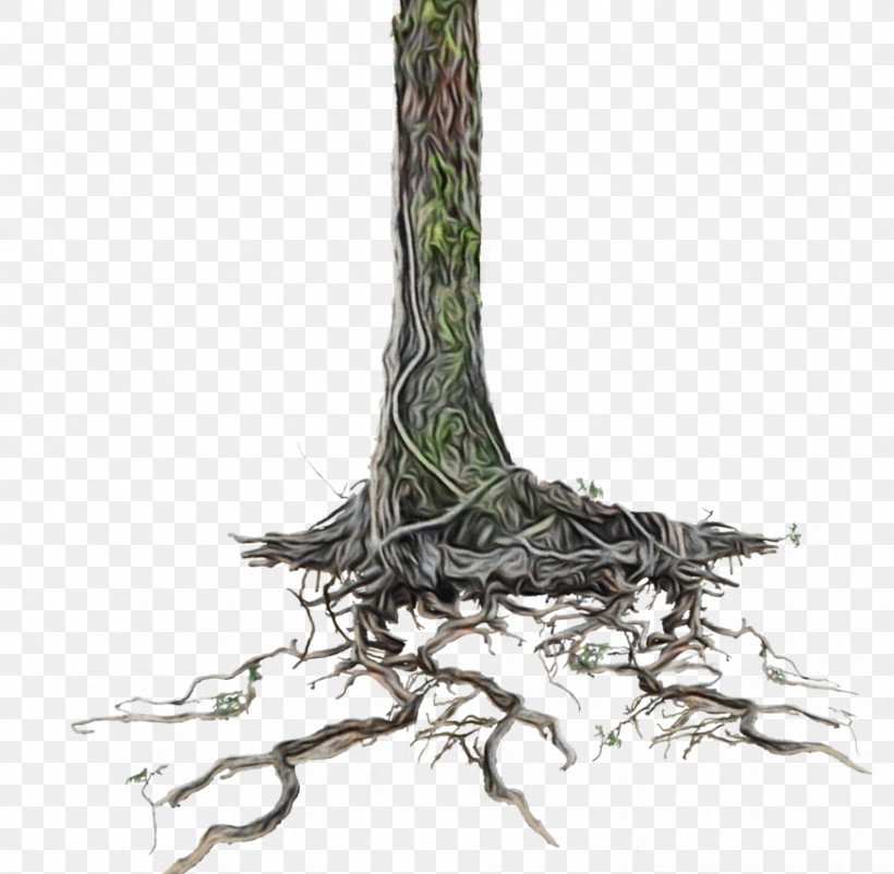 Plant Stem Twig Tree Plant Root, PNG, 874x855px, Watercolor, Biology, Paint, Plant, Plant Stem Download Free