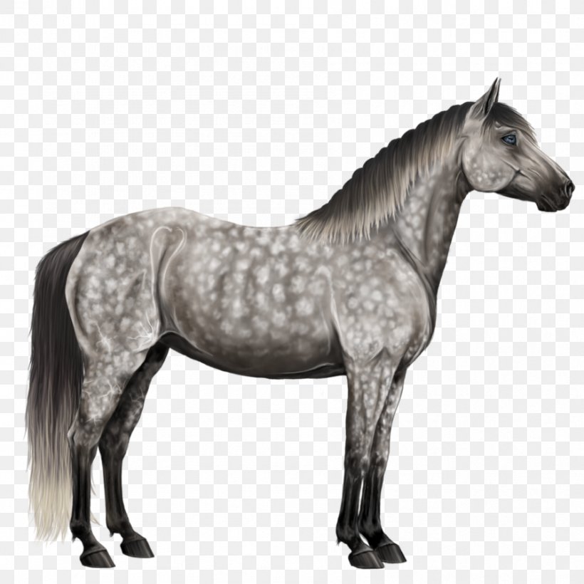 Mustang Percheron Appaloosa Andalusian Horse Arabian Horse, PNG, 894x894px, Mustang, Andalusian Horse, Appaloosa, Arabian Horse, Black Download Free