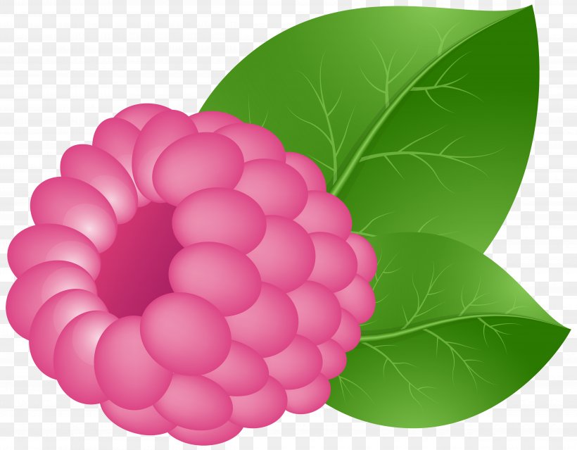 Raspberry Fruit Clip Art, PNG, 5000x3902px, Raspberry, Berry, Blog, Blue Raspberry Flavor, Flower Download Free