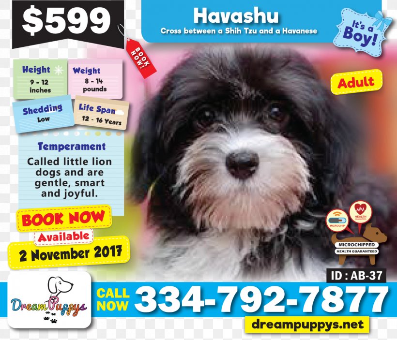 Schnoodle Morkie Havanese Dog Shih Tzu Puppy, PNG, 1200x1030px, Schnoodle, Animal, Bichon, Bichon Frise, Carnivoran Download Free