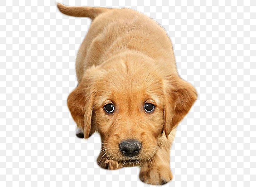 Golden Retriever Puppy Nova Scotia Duck Tolling Retriever Dog Breed Labrador Retriever, PNG, 475x600px, Golden Retriever, Basset Fauve De Bretagne, Canidae, Carnivore, Companion Dog Download Free