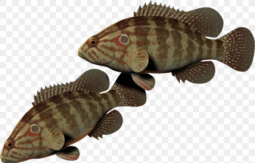 Tilapia, PNG, 844x540px, 3d Computer Graphics, Tilapia, Bony Fish, Carp, Cod Download Free