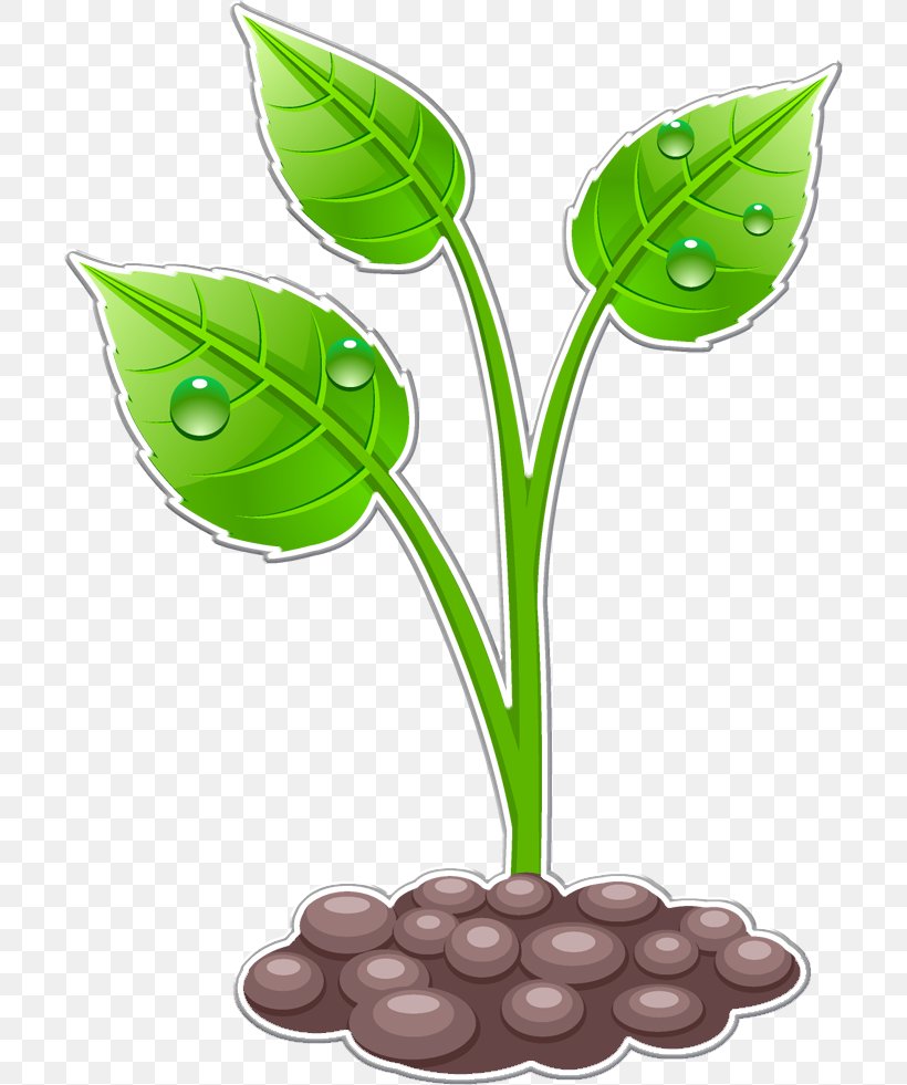 Vector Graphics Clip Art Drawing Stock Illustration, PNG, 705x981px, Drawing, Cartoon, Coir, Commodity, Flower Download Free