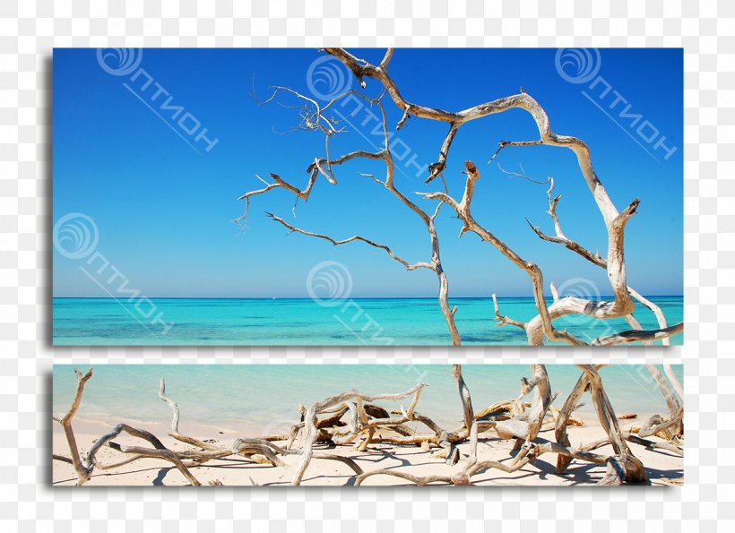 Viñales Valley Cayo Jutías Shore Sea, PNG, 1200x871px, Shore, Azure, Beach, Branch, Caribbean Download Free