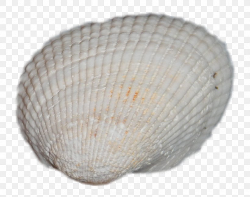 Cockle Clam Mussel Oyster Seashell, PNG, 900x710px, Cockle, Clam, Clams Oysters Mussels And Scallops, Conchology, Mussel Download Free
