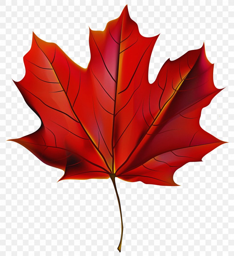 Maple Leaf, PNG, 2740x3000px, Leaf, Black Maple, Deciduous, Flowering Plant, Maple Leaf Download Free