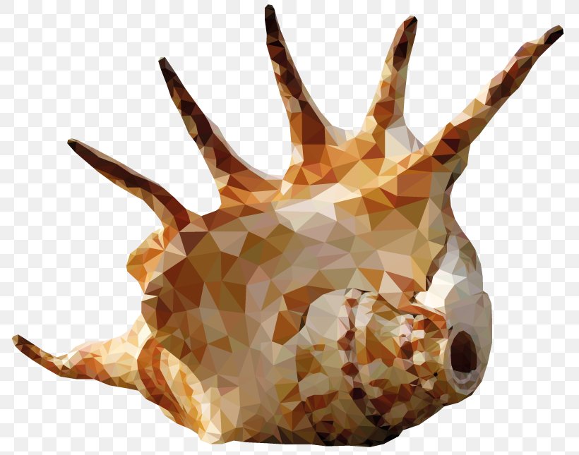 Seashell Shell Beach Conch, PNG, 800x645px, Seashell, Animal Source Foods, Beach, Calcium Carbonate, Conch Download Free