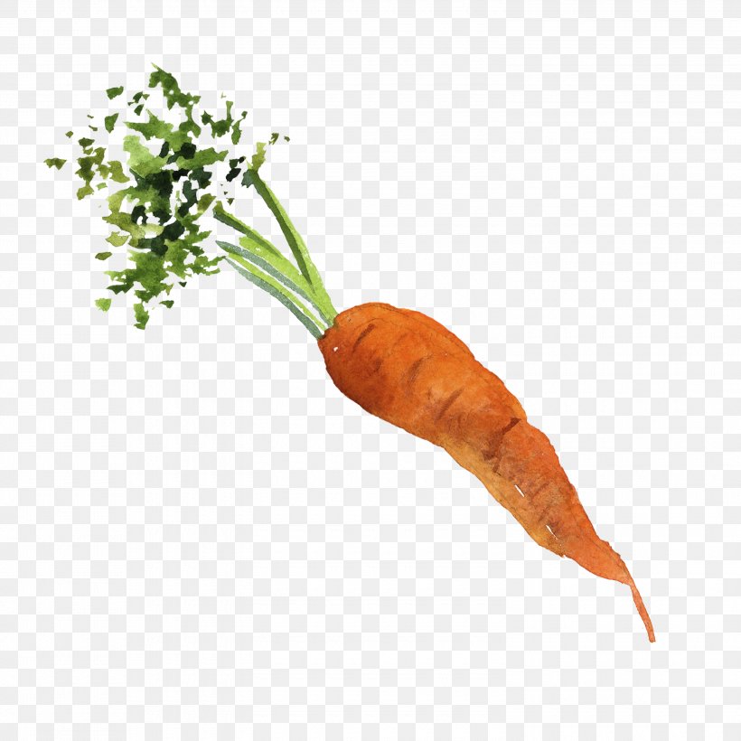 Baby Carrot Organic Food Vegetable, PNG, 3000x3000px, Carrot, Baby Carrot, Daucus Carota, Food, Health Download Free